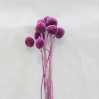 꽃머리 사이즈  지름 2.5cm~1.5cm
                        높이 약1.5cm
전체길이 약 40cm
색상 자주색