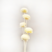 사  이  즈 : 약5cm(꽃넓이)x약3cm(꽃높이) 
                 전체길이 27cm
색       상 : 화이트(white)
재       질 : 나무(천연재료로 국화모양의플라워)
주문단위 : 1bunch(5ea)
