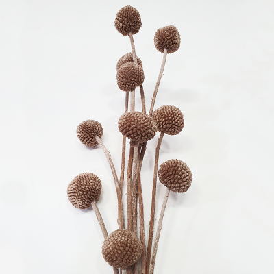 골든볼(브라운) 이미지