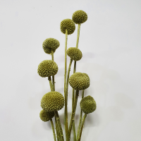 사  이  즈  전체길이 약 40cm
                볼길이 약 2~3cm
주문단위  1Bunch
볼 모양과 크기는 원단 그대로 보존하여 
일정하지 않습니다.