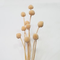 사  이  즈  전체길이 약 40cm
                볼길이 약 2~3cm
주문단위  1Bunch
볼 모양과 크기는 원단 그대로 보존하여 
일정하지 않습니다.
