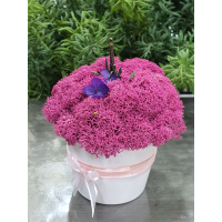화기 밑지름 5.5cm 높이 6cm
모스 디자인 지름 약10cm 높이 약5cm
화기컬러는 모스컬러에 맞게 세팅합니다.