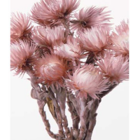사  이  즈 : 약3.5~5cm x H30cm
주문단위  : 1Bunch (25g)