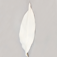 사  이  즈 : 전체길이 약60cm
                 생화를 그대로 가공처리하여 크기
                 차이가 있을 수 있습니다
색       상 : 화이트
주문단위 : 1Bunch(5개)
