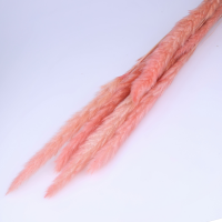 사이즈 약70cm
1단 10ea
살아있는 식물을 그대로 말려서 
크기와 모양 사이즈가 균일치 않아 
오차범위 포함 기재됩니다.