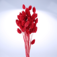 [대한민국]포아플란츠(레드)