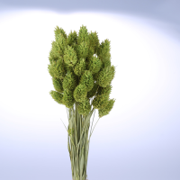 사이즈 약40cm
주문단위 1Bunch(15g)