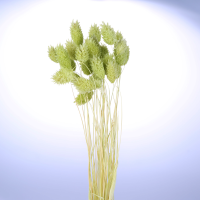 사이즈 약40cm
주문단위 1Bunch(15g)
