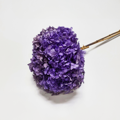 수국(빈티지연보라) 이미지