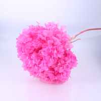 사  이  즈 : 길이 약50Cm(꽃머리 12~13Cm)
수분을(분무) 공급하셔서 모양이나 크기를 
만들어 사용하세요 
색       상 : 진핑크외 컬러 참조(진핑크 품절)
주문단위 : 1송이

