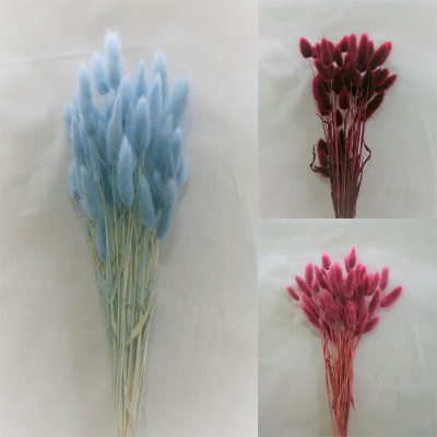 라그라스 이미지