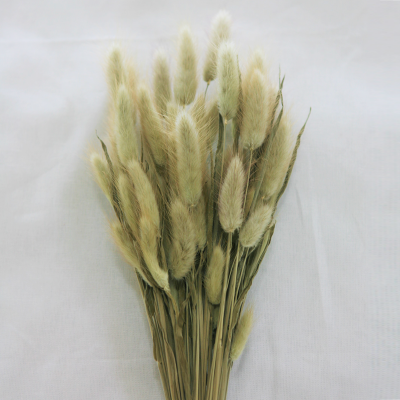 라그라스 이미지