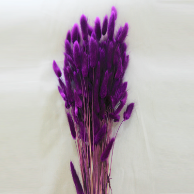 라그라스(대) 이미지