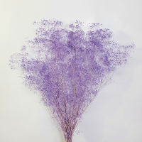 [대한민국]미니안개(엔젤퍼플)