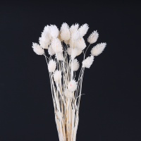 사이즈 약40cm
1Bunch (15g)
화이트 품절
자연식물을 특수가공처리하여 
길이나 잎의 크기와 모양이 일정하지 않습니다