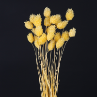 사이즈 약40cm
주문단위 1Bunch(15g)