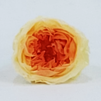 사  이  즈 : 장미크기 4~5cm
                 장미길이 
색       상 : 핑크(화이트), 오렌지(옐로우), 블랙(그레이), 연두색(화이트), 블루(연연하늘), 퍼플(화이트) 
주문단위 : 1CT (8구)