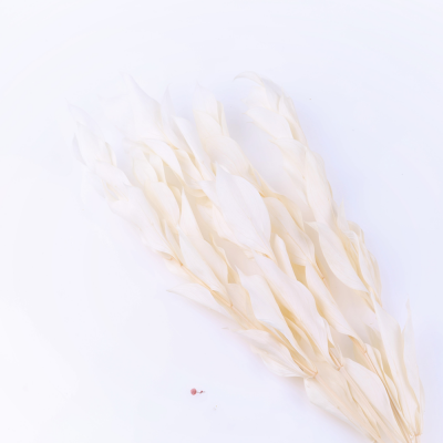 루스커스(연핑크) 이미지