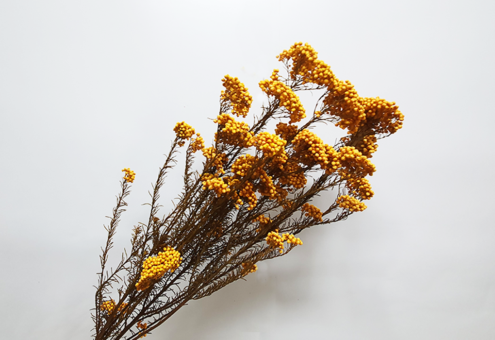 RiFlower0002-d1.png
