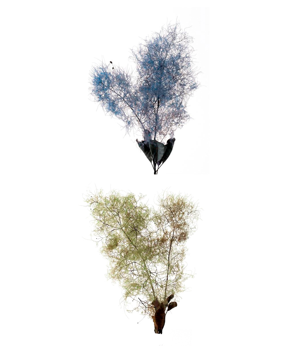 Smoketree001-d2.png