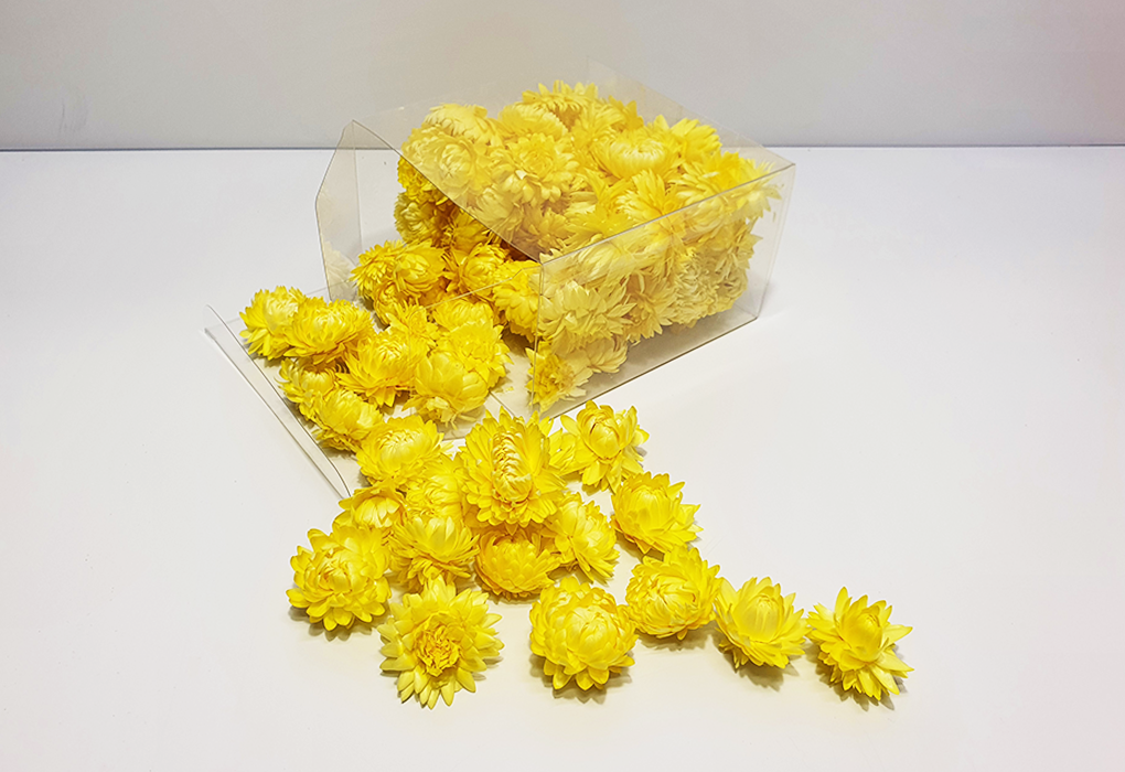 helicrysum001-d1.png