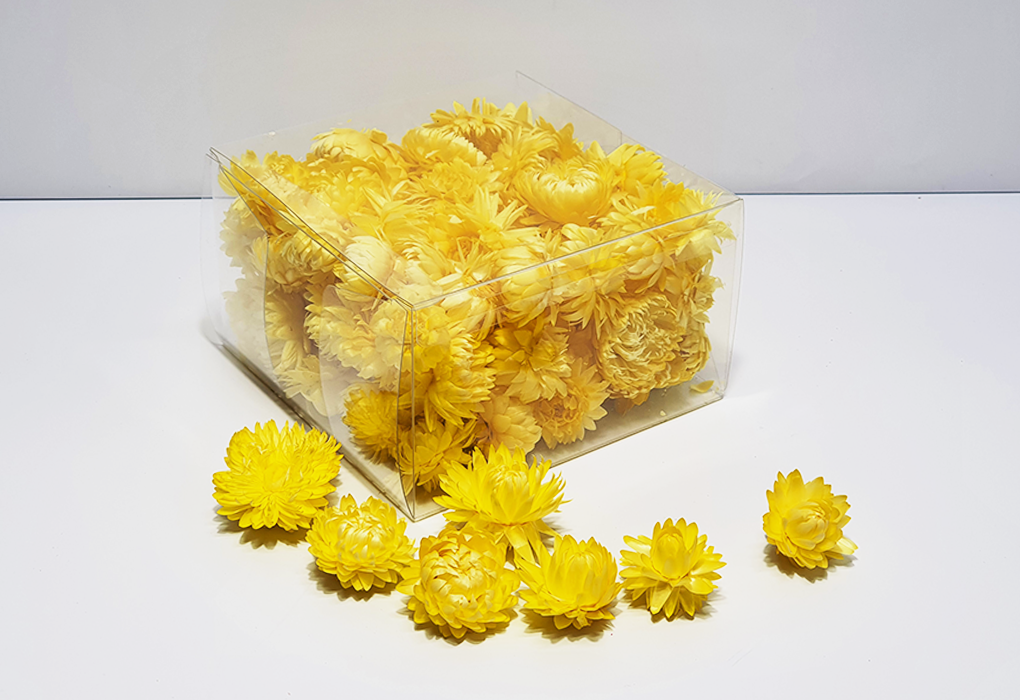 helicrysum001-d2.png
