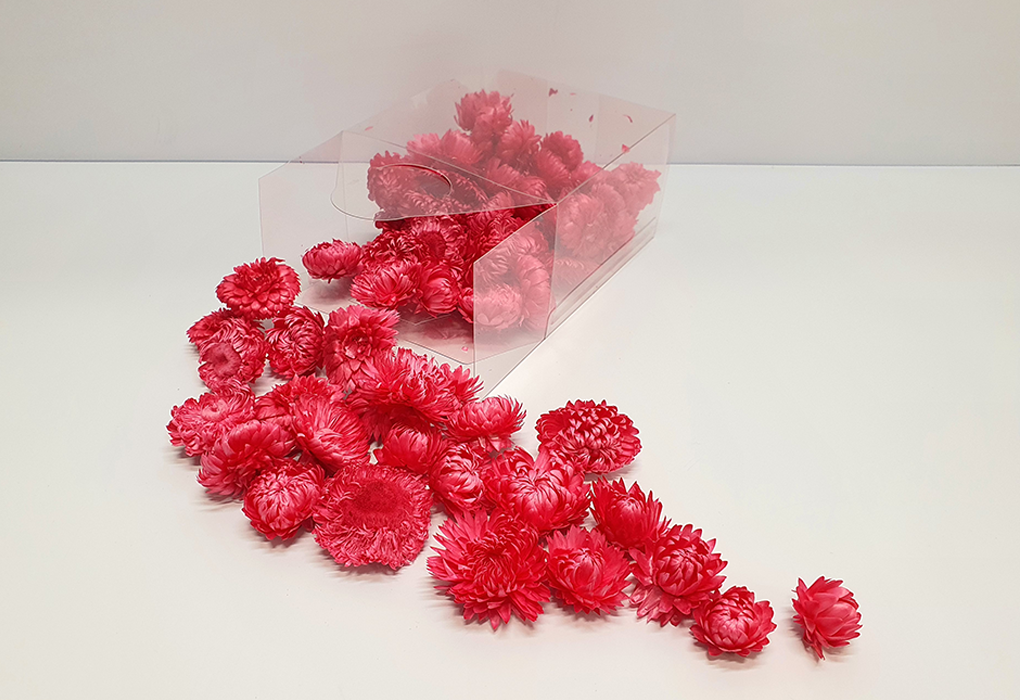 helicrysum002-d2.png