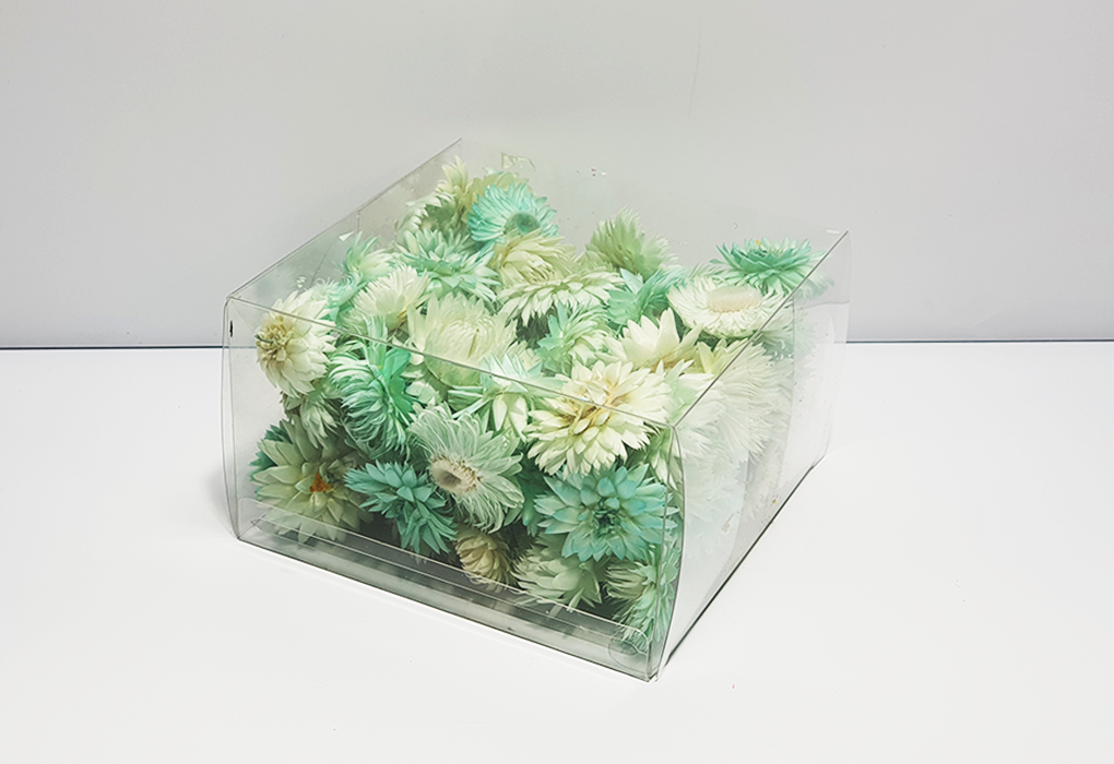 helicrysum003-d1.png