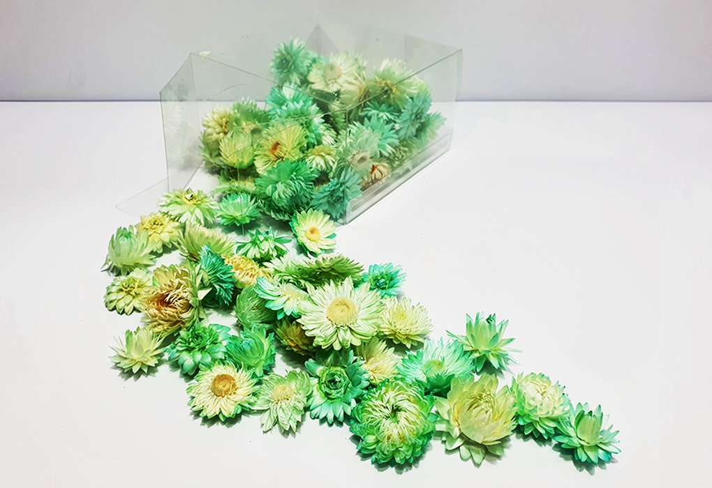 helicrysum003-d2.png