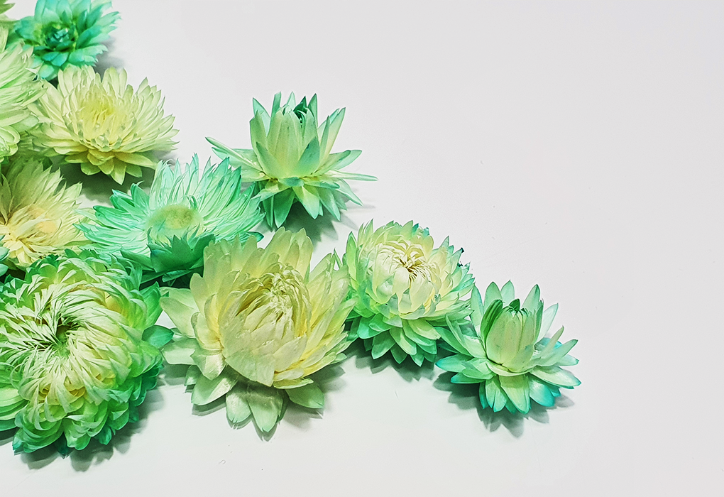 helicrysum003-d3.png