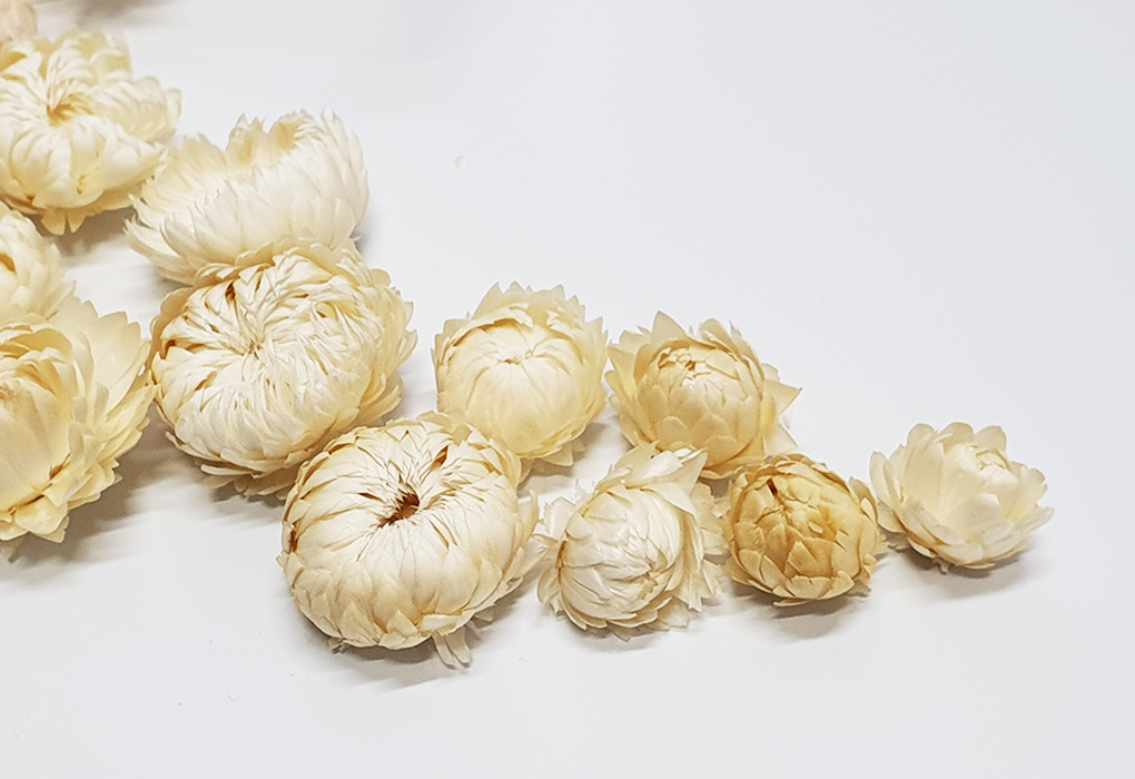 helicrysum004-d3.png