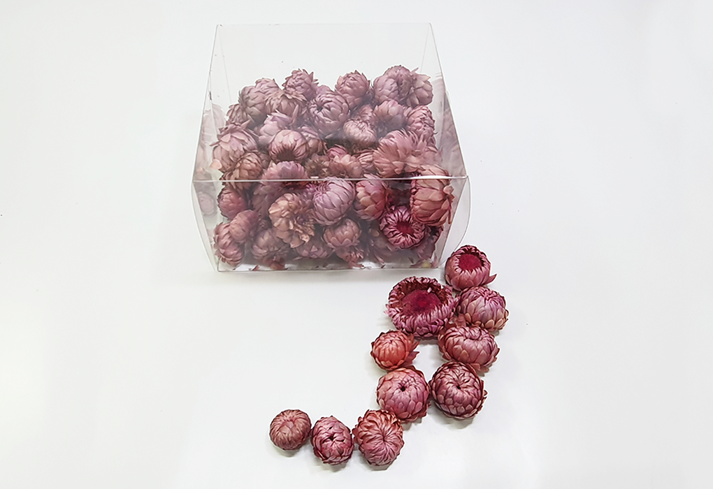 helicrysum006-d2.png