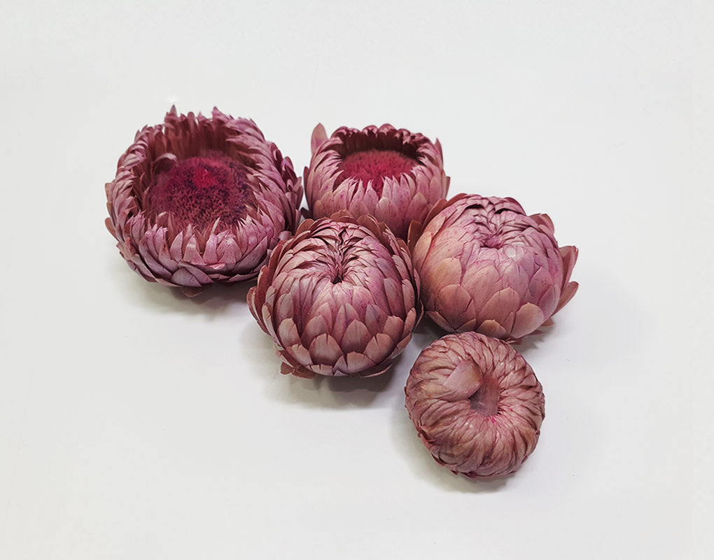 helicrysum006-d3.png