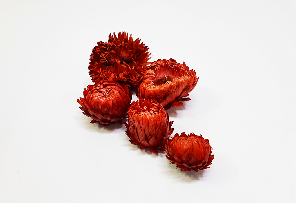 helicrysum007-d3.png
