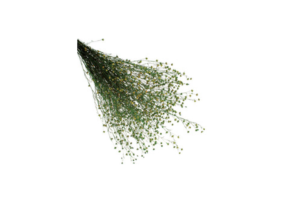 pLi008-d6.png