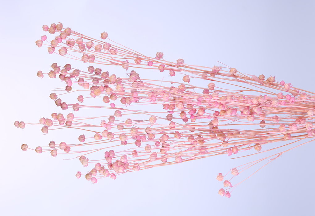 pLi008-d7.png