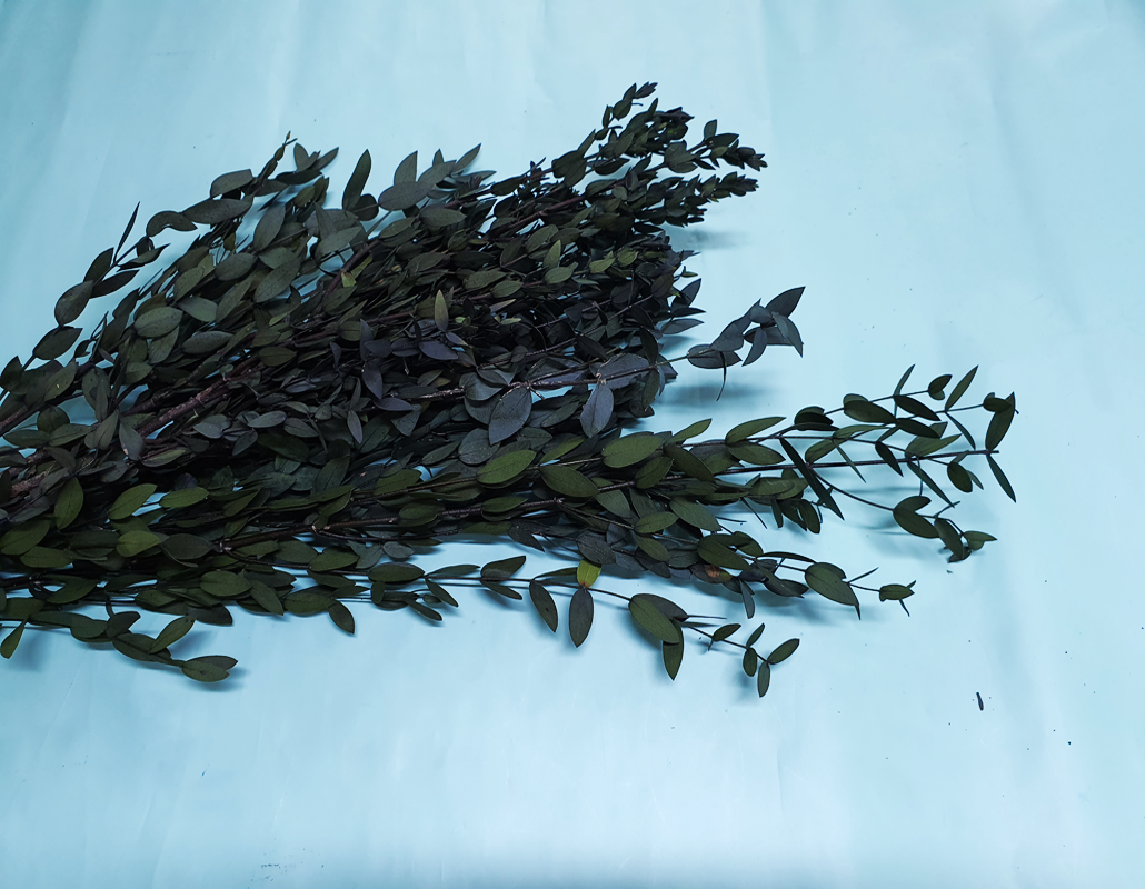 pPa00023-d5.png