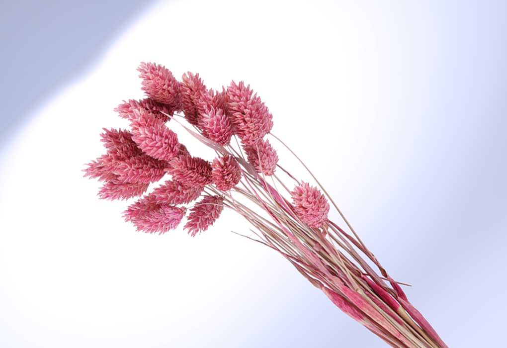 pPoa0028-d8.png