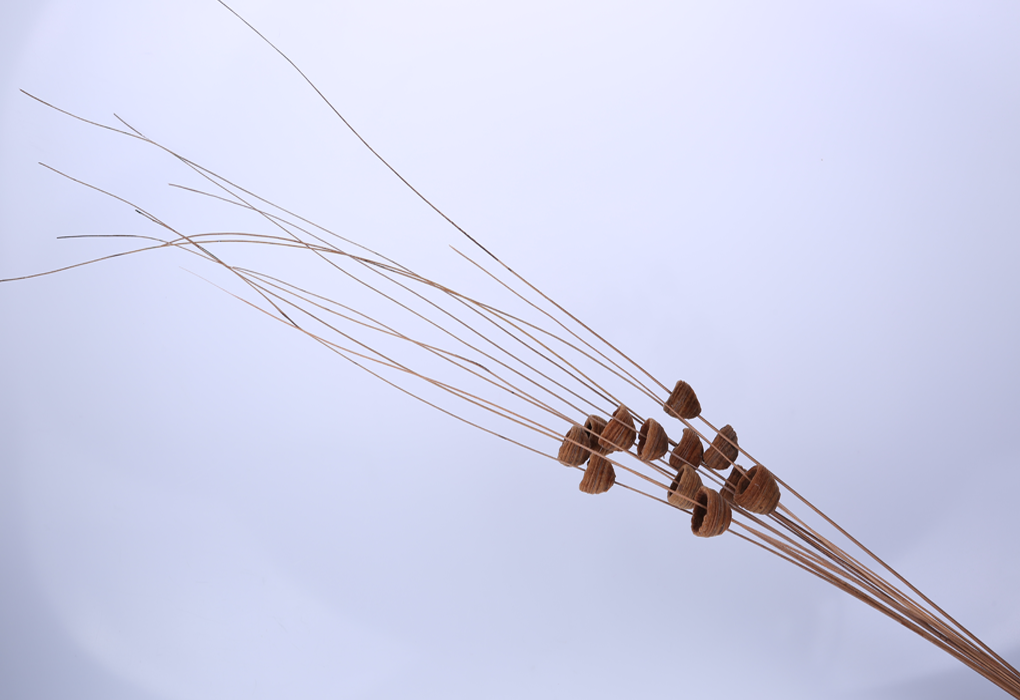 pbee0037-d1.png
