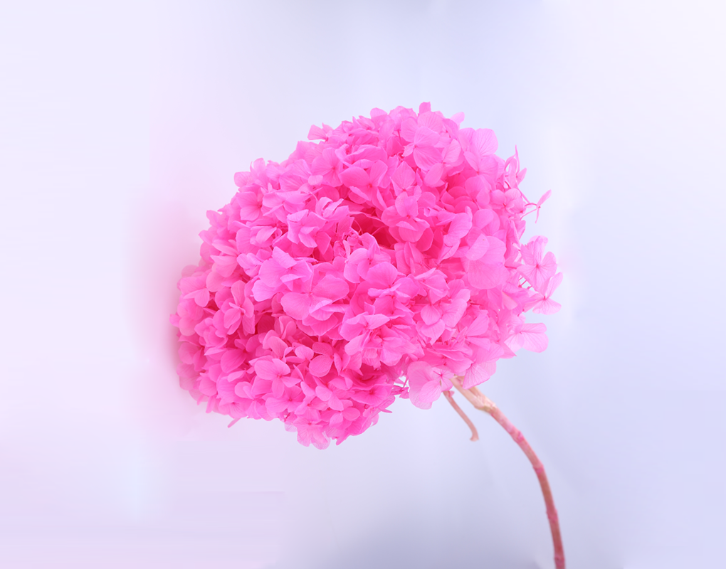 pho0013-d20.png