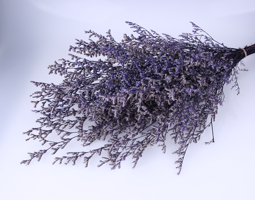 pm0009-d7.png