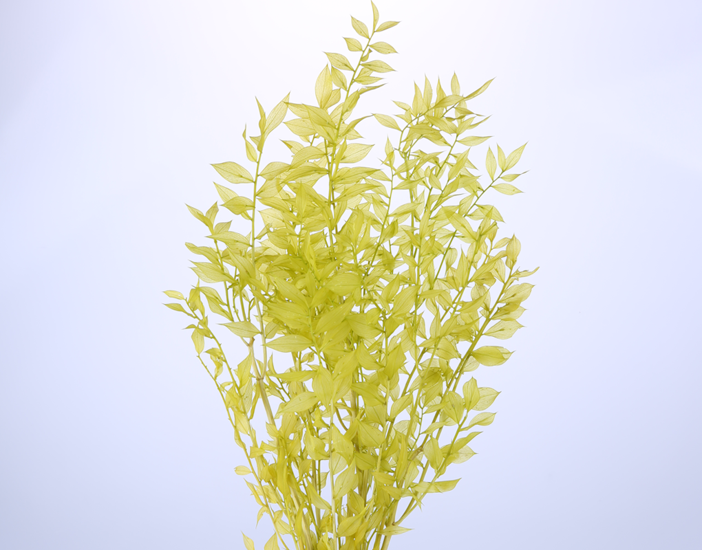 pr0006-d3.png