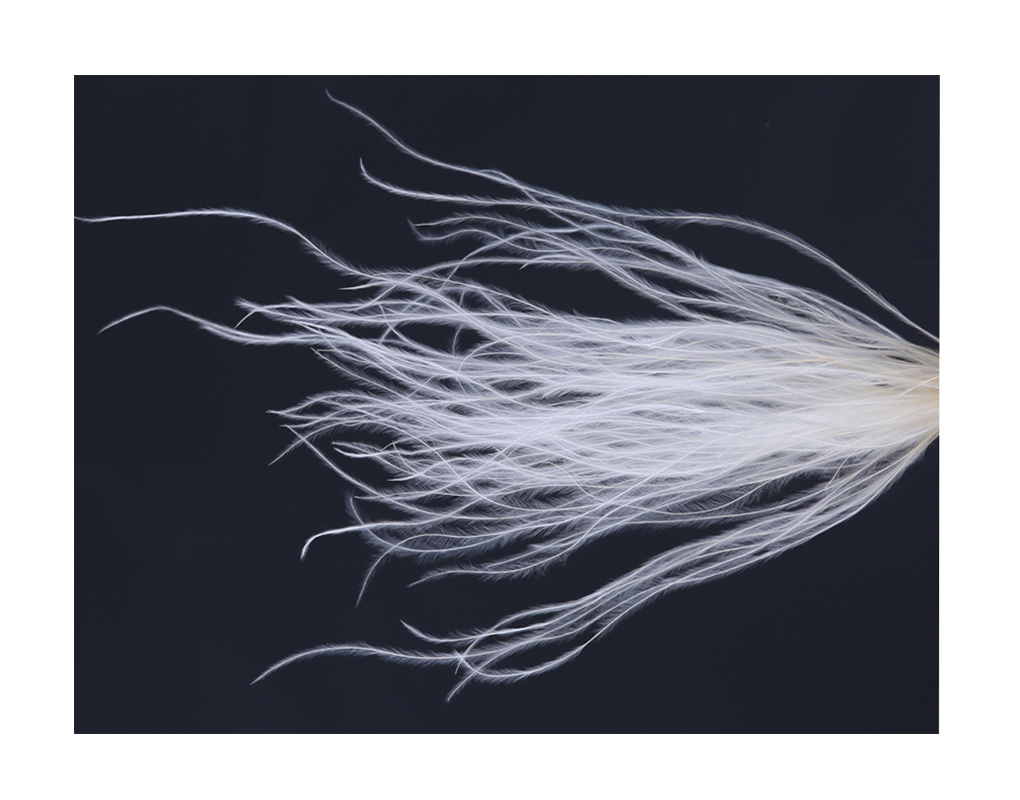 psti0016-d4_1.png