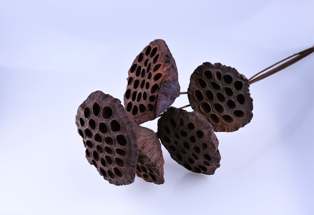 pyeo0038-d2.png